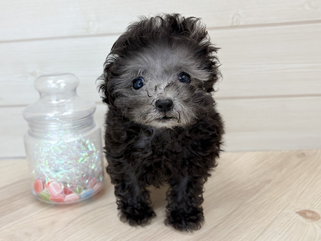 大阪府のトイプードル(タイニー) (ペッツファーストららぽーと門真店/2025年9月23日生まれ/男の子/シルバー)の子犬の1枚目の画像