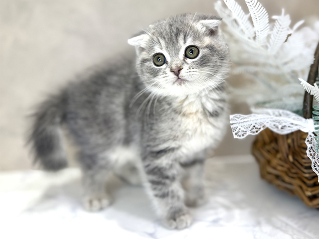 大阪府のスコティッシュフォールド (ペッツファースト茶屋町店/2025年9月28日生まれ/女の子/ブルータビーホワイト)の子猫の1枚目の画像