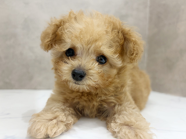 京都府のトイプードル(ティーカップ) (ペッツファースト京都四条河原町店/2025年9月29日生まれ/男の子/アプリコット)の子犬