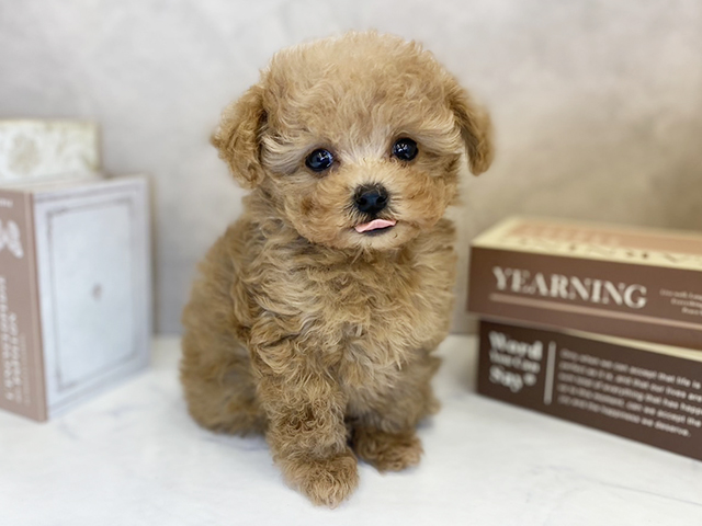 奈良県のトイプードル(ティーカップ) (ペッツファースト橿原店/2025年9月29日生まれ/男の子/レッド)の子犬の1枚目の画像