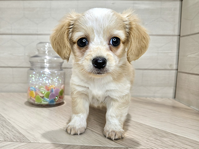 埼玉県のチワックス(チワワ×ダックス) (ペッツファーストレイクタウン店/2025年9月29日生まれ/男の子/クリームホワイト)の子犬の1枚目の画像