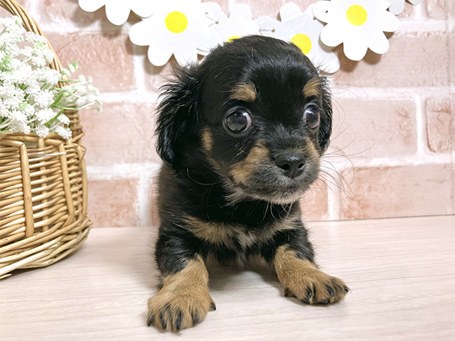 静岡県のチワックス(チワワ×ダックス) (ペッツファースト富士南店/2025年9月29日生まれ/男の子/ブラックタンホワイト)の子犬の1枚目の画像