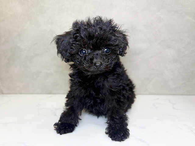 トイプードル