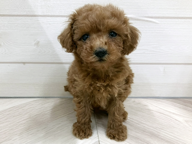 埼玉県のトイプードル(タイニー) (ペッツファースト春日部店/2025年9月28日生まれ/女の子/レッド)の子犬の1枚目の画像