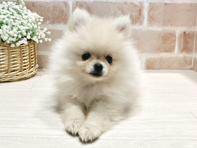 神奈川県のポメラニアン (ペッツファースト横浜元町店/2025年9月29日生まれ/女の子/クリーム)の子犬の1枚目の画像