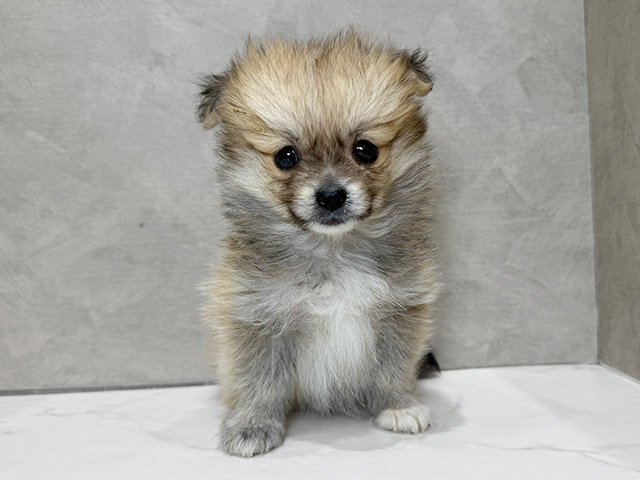 静岡県のポメチワ/チワポメ/ポメチー(ポメラニアン×チワワ) (ペッツファースト富士宮店/2025年9月27日生まれ/男の子/オレンジ)の子犬の1枚目の画像