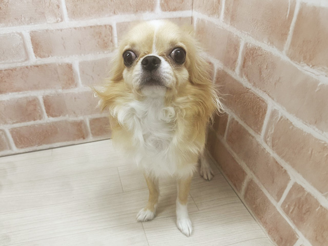 愛知県のチワワ(ロング) (ペッツファースト一宮店/2024年12月8日生まれ/男の子/クリームホワイト)の子犬の1枚目の画像