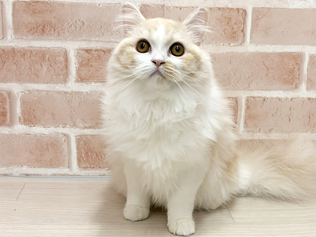 愛知県のラガマフィン (ペッツファースト一宮店/2025年4月10日生まれ/女の子/レッドホワイト)の子猫の1枚目の画像