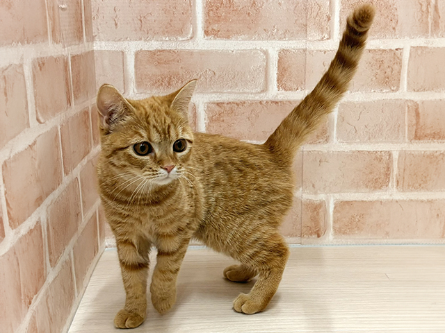 愛知県のスコティッシュフォールド (ペッツファースト一宮店/2025年6月18日生まれ/女の子/レッドタビー)の子猫の1枚目の画像