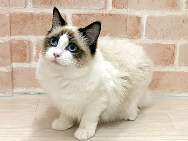 愛知県のラグドール (ペッツファースト一宮店/2025年3月31日生まれ/女の子/ブルーポイントバイカラー)の子猫の1枚目の画像