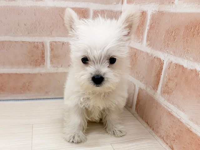 愛知県のウエストハイランドホワイトテリアミックス (ペッツファースト一宮店/2025年9月15日生まれ/男の子/ホワイト)の子犬の1枚目の画像