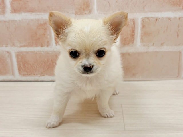 愛知県のチワワ(ロング) (ペッツファースト一宮店/2025年9月21日生まれ/女の子/ホワイトクリーム)の子犬の1枚目の画像