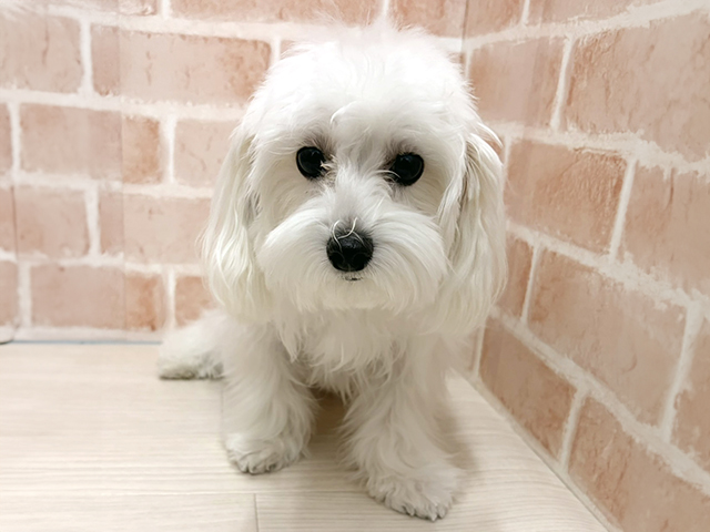 愛知県のマルプー(マルチーズ×プードル) (ペッツファースト一宮店/2025年2月10日生まれ/男の子/クリームホワイト)の子犬の1枚目の画像