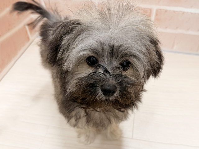 愛知県のチワプー/プーチー(チワワ×プードル) (ペッツファースト一宮店/2025年6月25日生まれ/女の子/フォーン)の子犬の1枚目の画像