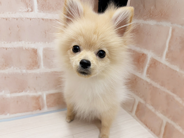 愛知県のポメラニアン (ペッツファースト一宮店/2025年7月13日生まれ/男の子/クリーム)の子犬の1枚目の画像