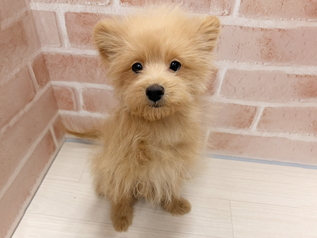愛知県のポメプー(ポメラニアン×プードル) (ペッツファースト一宮店/2025年6月26日生まれ/男の子/アプリコット)の子犬の1枚目の画像