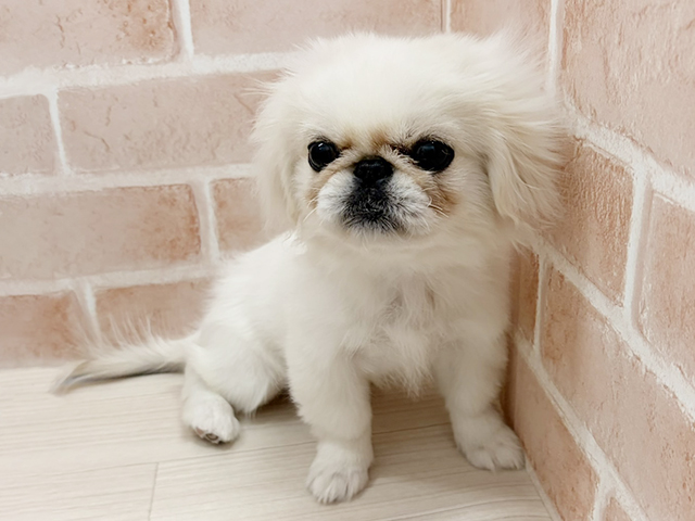 愛知県のペキニーズ (ペッツファースト一宮店/2025年7月14日生まれ/男の子/ホワイト)の子犬の1枚目の画像