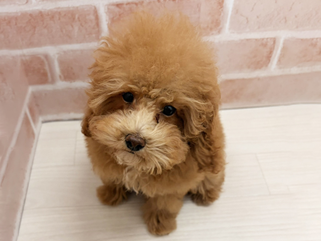 愛知県のトイプードル(トイ) (ペッツファースト一宮店/2025年7月14日生まれ/男の子/レッド)の子犬の1枚目の画像