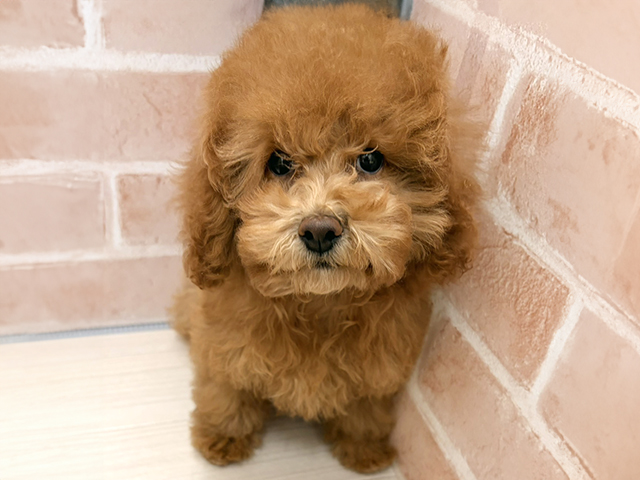 愛知県のトイプードル(トイ) (ペッツファースト一宮店/2025年7月14日生まれ/女の子/レッド)の子犬の1枚目の画像