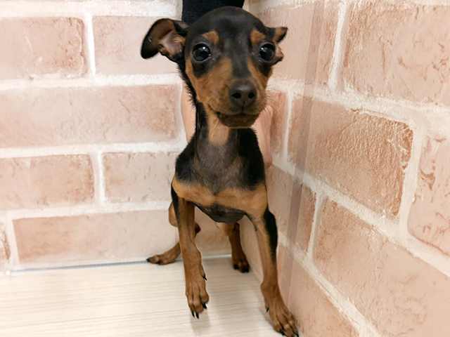 愛知県のミニチュアピンシャー (ペッツファースト一宮店/2025年8月14日生まれ/女の子/ブラックタン)の子犬の1枚目の画像