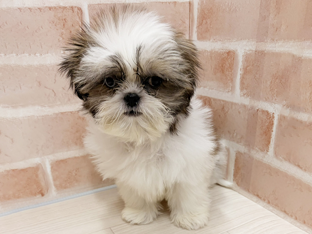 愛知県のシーズー (ペッツファースト一宮店/2025年8月14日生まれ/男の子/ゴールドホワイト)の子犬の1枚目の画像