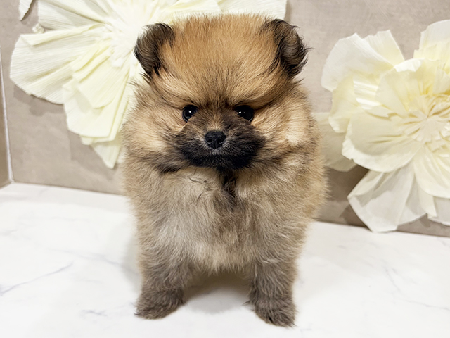 東京都のポメラニアン (ペッツファースト原宿店/2025年9月30日生まれ/女の子/オレンジ)の子犬の1枚目の画像