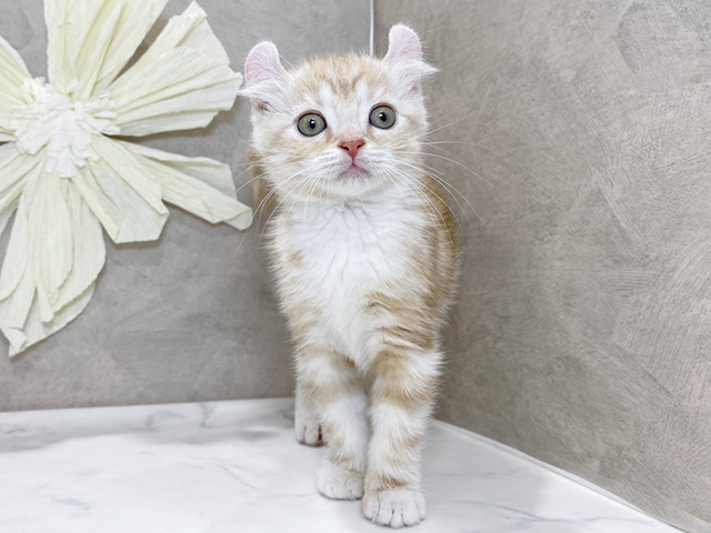 兵庫県のアメリカンカール (ペッツファースト神戸三宮センター街店/2025年9月20日生まれ/女の子/クリームタビーホワイト)の子猫の1枚目の画像