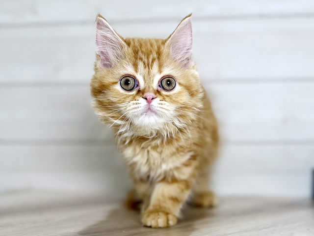 大阪府のエキゾチック (ペッツファースト梅田店/2025年9月20日生まれ/女の子/レッドタビー)の子猫の1枚目の画像