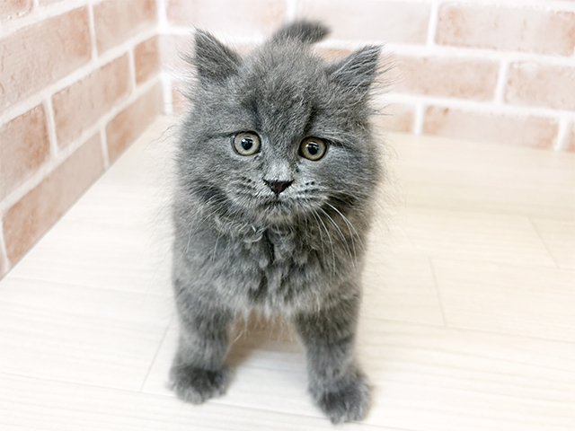 埼玉県のラガマフィン (ペッツファーストさいたま新都心店/2025年9月26日生まれ/男の子/ブルー)の子猫の1枚目の画像