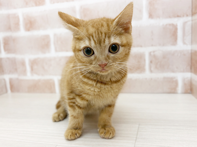 神奈川県のアメリカンショートヘアー (ペッツファースト秦野店/2025年9月27日生まれ/女の子/レッドタビー)の子猫の1枚目の画像