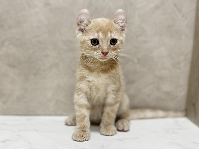 東京都のアメリカンカール (ペッツファースト池袋店/2025年9月27日生まれ/男の子/クリームタビー)の子猫の1枚目の画像