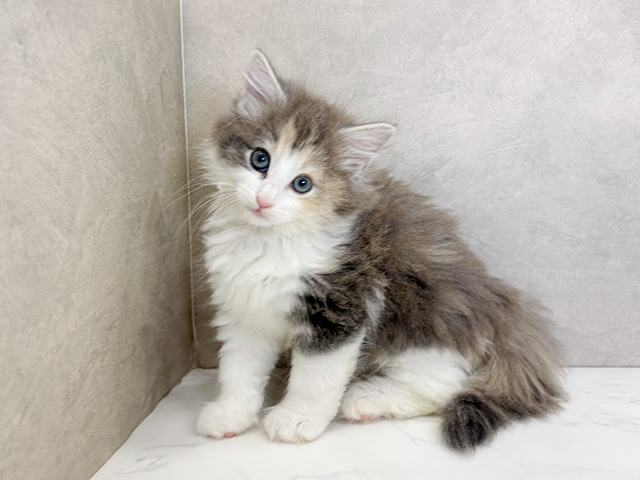 埼玉県のノルウェージャンフォレストキャット (ペッツファーストPETEMOレイクタウンmori店/2025年9月26日生まれ/女の子/ブルーパッチドタビーホワイト)の子猫の1枚目の画像