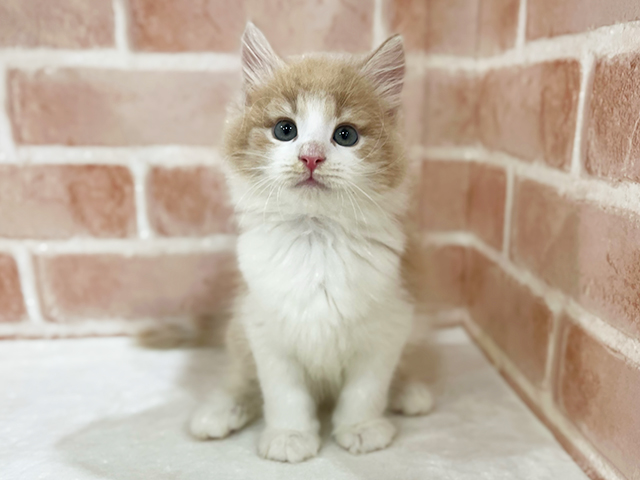 神奈川県のノルウェージャンフォレストキャット (ペッツファーストfor cats横浜元町店/2025年9月25日生まれ/男の子/クリームタビー)の子猫の1枚目の画像