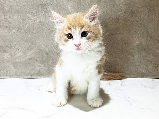 茨城県のノルウェージャンフォレストキャット (ペッツファースト土浦店/2025年9月25日生まれ/男の子/クリームタビー)の子猫の1枚目の画像