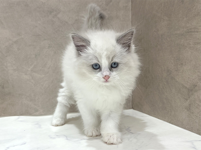 東京都のラグドール (ペッツファースト新宿店/2025年9月30日生まれ/女の子/ブルーポイントバイカラー)の子猫の1枚目の画像