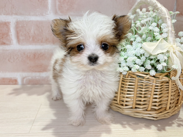 岡山県のチワプー/プーチー(チワワ×プードル) (ペッツファースト倉敷店/2025年9月30日生まれ/女の子/ホワイトレッド)の子犬の1枚目の画像