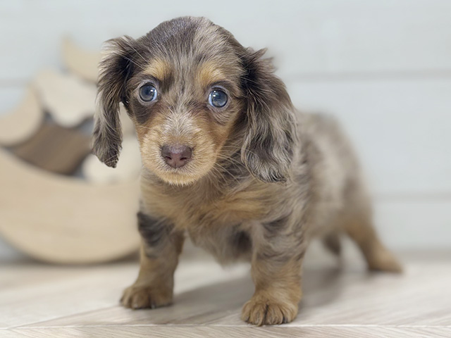 東京都のカニンヘンダックスフンド(ロング) (ペッツファースト吉祥寺本店/2025年9月30日生まれ/女の子/チョコレートダップル)の子犬
