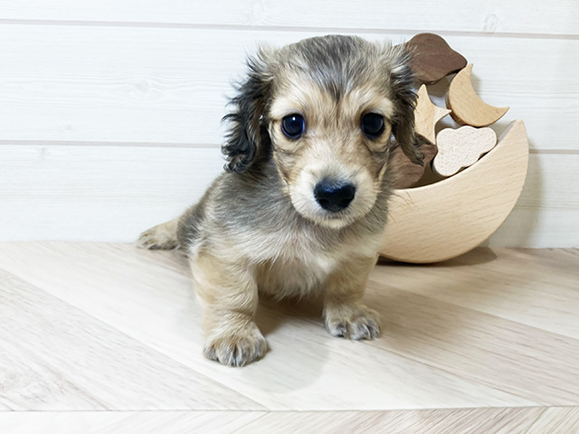 鳥取県のカニンヘンダックスフンド(ロング) (ペッツファースト日吉津店/2025年9月30日生まれ/男の子/シェーデットイエロー)の子犬