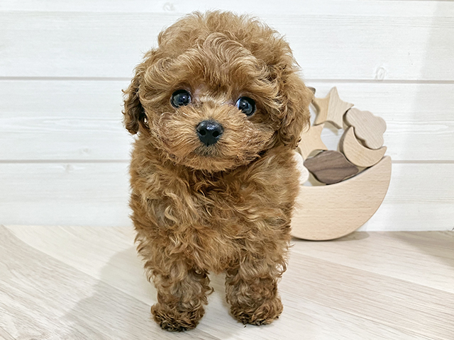 鳥取県のトイプードル(ティーカップ) (ペッツファースト日吉津店/2025年9月30日生まれ/男の子/レッド)の子犬の1枚目の画像