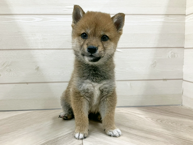 埼玉県の豆柴 (ペッツファースト春日部店/2025年9月30日生まれ/男の子/赤)の子犬の1枚目の画像