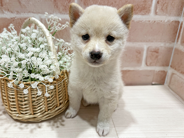 東京都の豆柴 (ペッツファースト町田店/2025年9月30日生まれ/女の子/白)の子犬の1枚目の画像