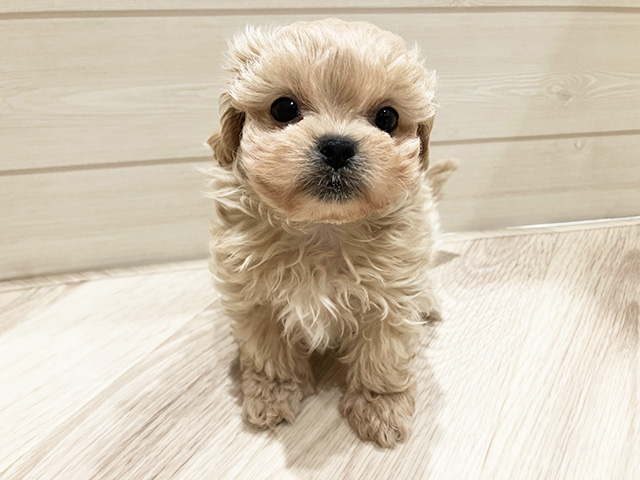 東京都のペキプー(ペキニーズ×プードル) (ペッツファースト豊洲店/2025年9月29日生まれ/女の子/クリーム)の子犬の1枚目の画像