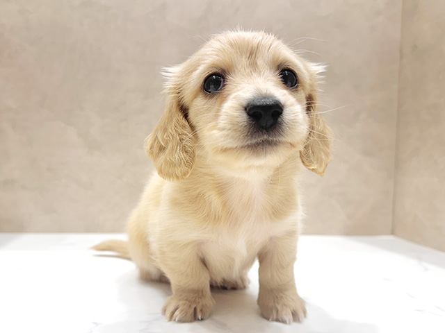 大阪府のミニチュアダックスフンド(ロング) (ペッツファースト心斎橋本店/2025年9月28日生まれ/男の子/イエロー)の子犬の1枚目の画像