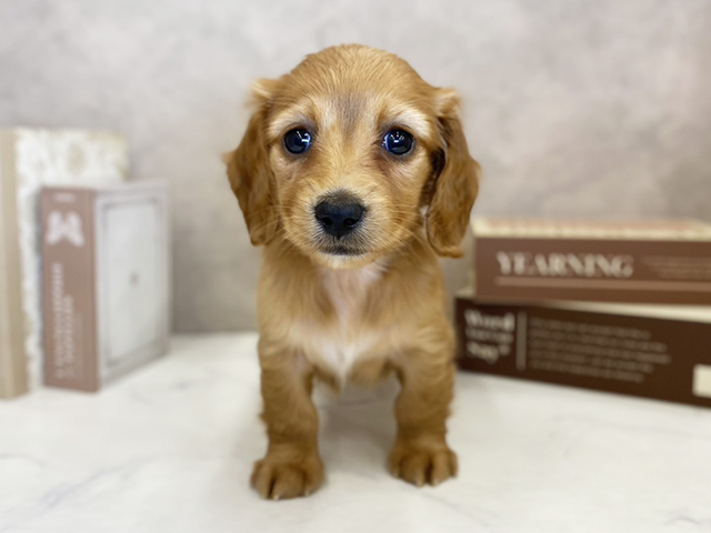 ミニチュアダックスフンド