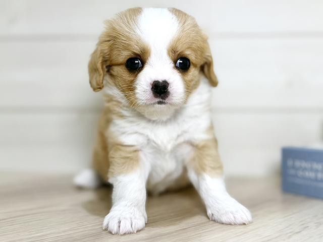 キャバリアキングチャールズスパニエルミックス