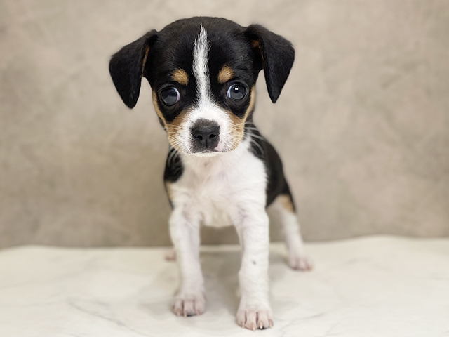 キャバリアキングチャールズスパニエルミックス