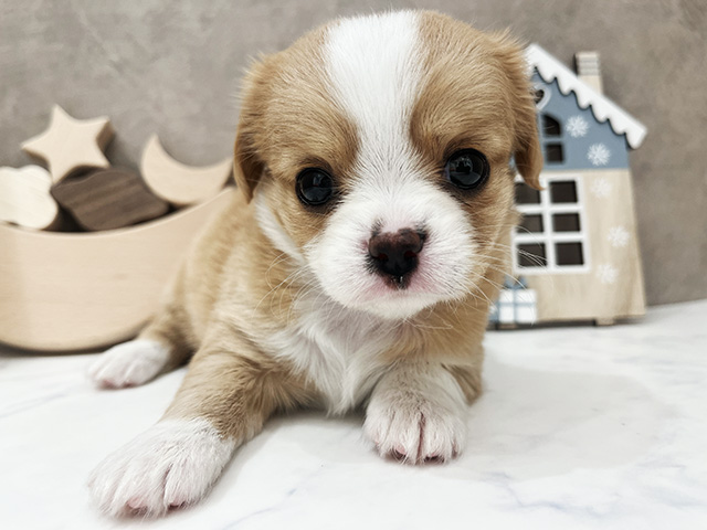 キャバリアキングチャールズスパニエルミックス