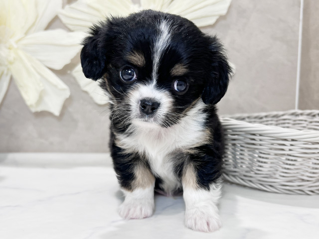 兵庫県のキャバチワ/チワキャバ(キャバリア×チワワ) (ペッツファースト神戸三宮センター街店/2025年9月30日生まれ/男の子/トライカラー)の子犬の1枚目の画像