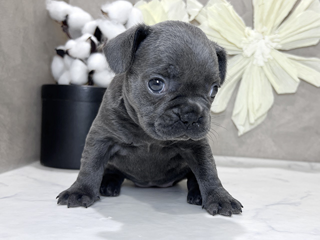 兵庫県のフレンチブルドッグ (ペッツファースト神戸三宮センター街店/2025年9月30日生まれ/女の子/ブルー)の子犬の1枚目の画像