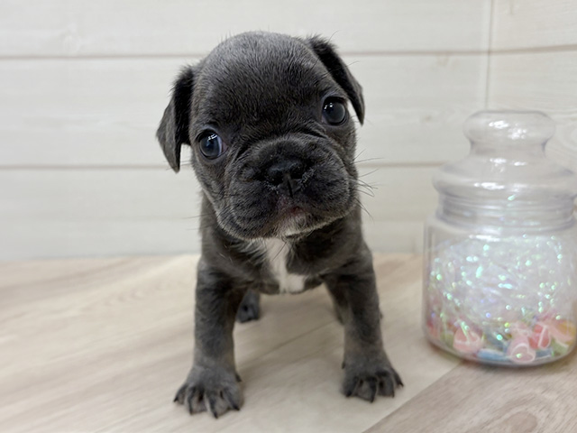 フレンチブルドッグ